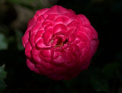 rose  pink  flower