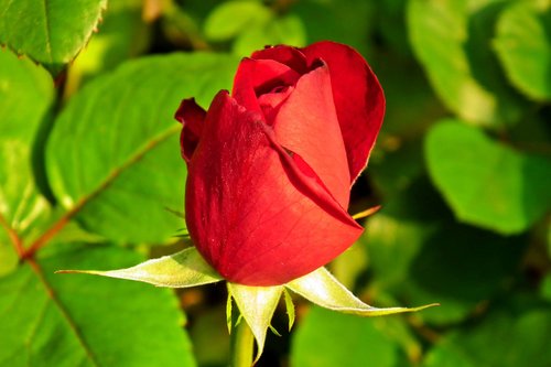 rose  flower  red