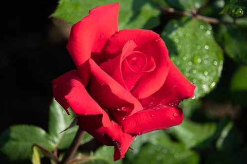 rose  flower  plant