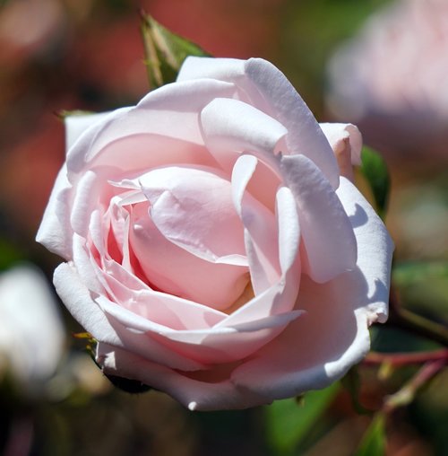 rose  pink  blossom