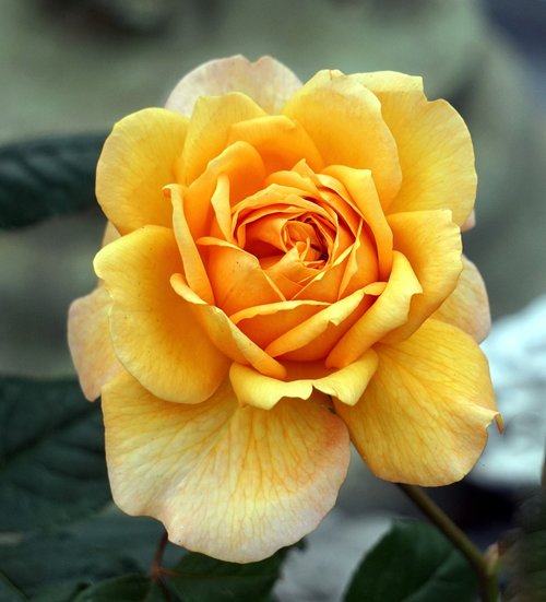 rose  yellow  blossom