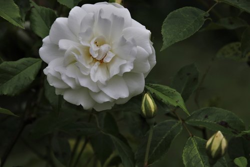 rose  white rose  white