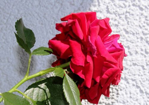 rose rose bloom red