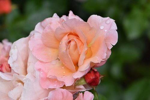 rose  rose bloom  blossom