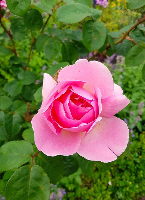 rose  floribunda  blossom