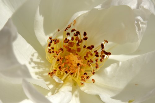 rose  white rose  nature