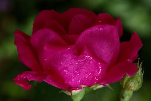 rose  blossom  bloom
