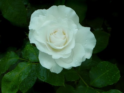 rose  plant  flower