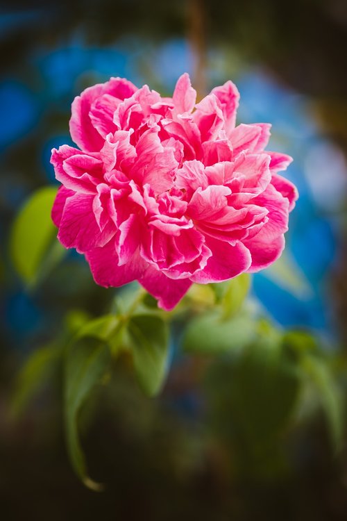rose  flower  valentine