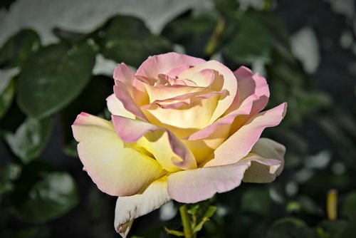 rose  pink  yellow