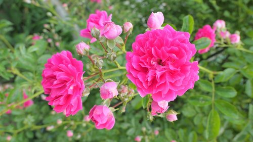 rose  curly  flowers