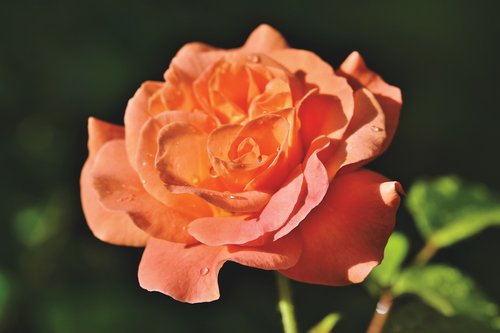 rose  rose bloom  garden rose