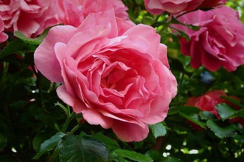 rose  flower  romantic