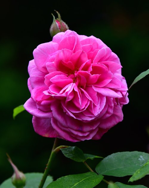 rose  flower pink  leaf