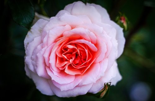 rose  rose flower  white