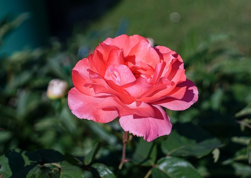 rose  floral  pink