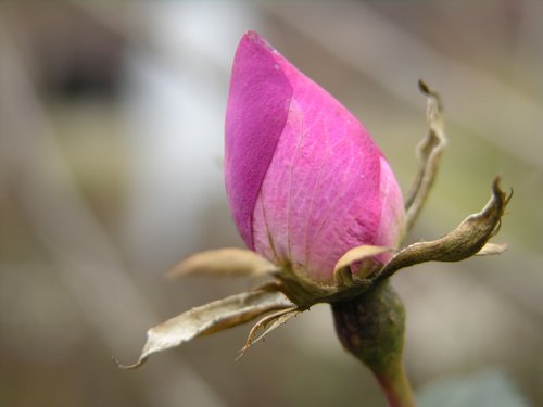 rose  nature  bloom