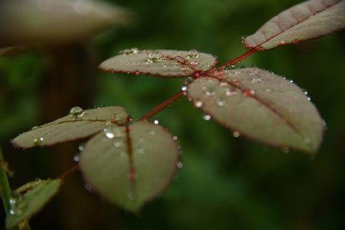 rose leaf water drop