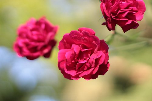 rose  rose bloom  leaves