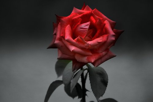 rose  red  black and white
