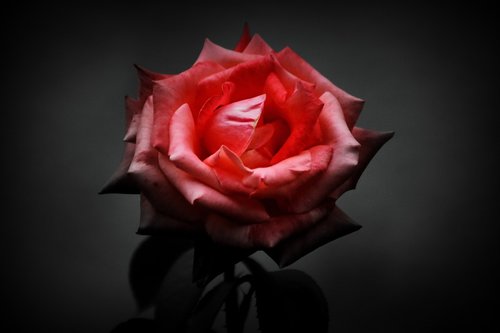 rose  petal  romanticism