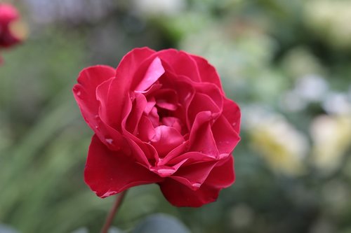 rose  rosa  bloom