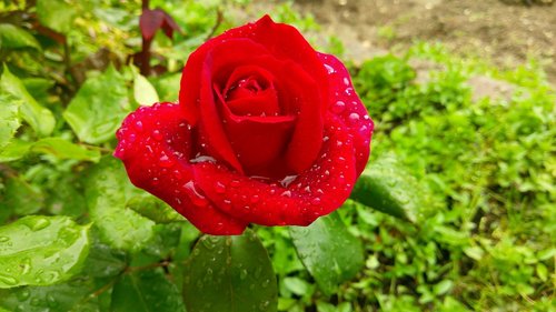 rose  drop  flower