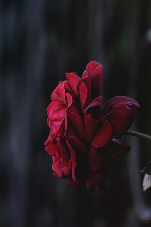 rose  black  flower