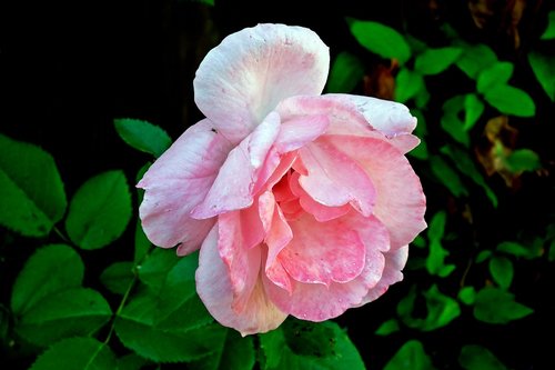 rose  flower  pink