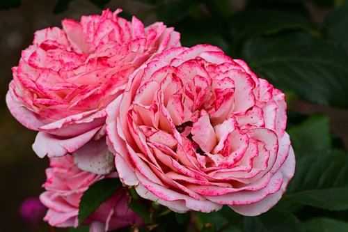 rose  flowers  romantic