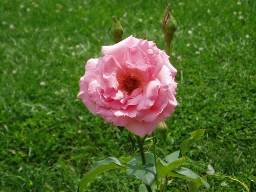 rose pink blossom