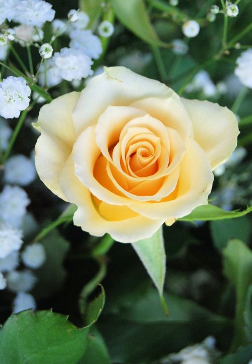 rose bloom yellow