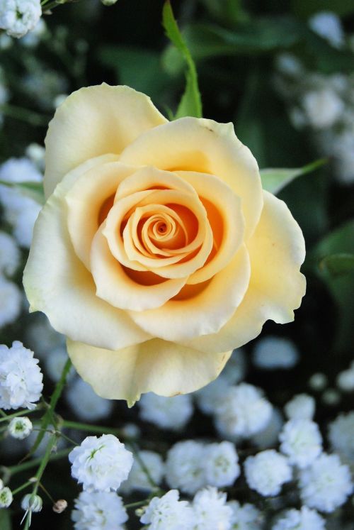 rose bloom yellow