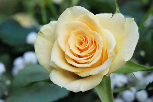 rose bloom yellow