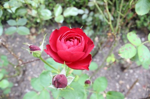 rose red plant