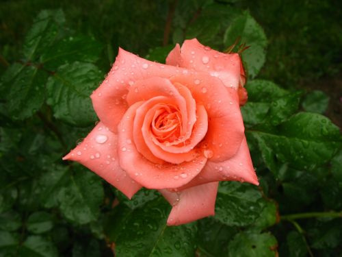 rose wet dew