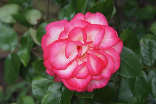 rose hannah gordon floral