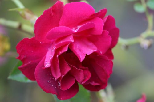 rose floral plant