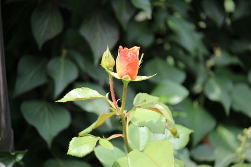 rose flowers nature