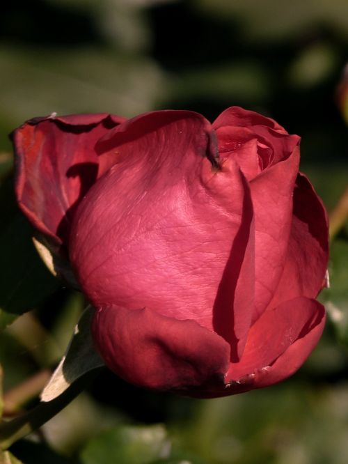 rose close red