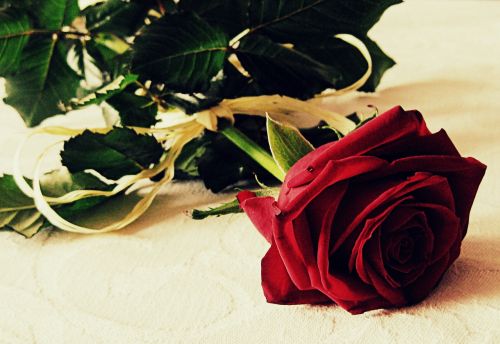 rose love romantic