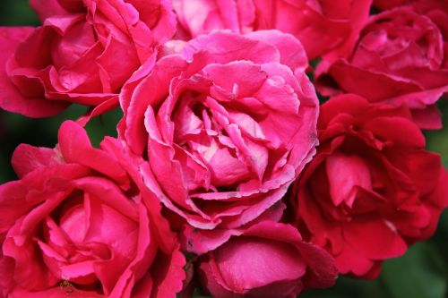 rose pink flowers