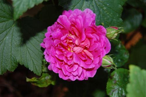 rose princess anne flower