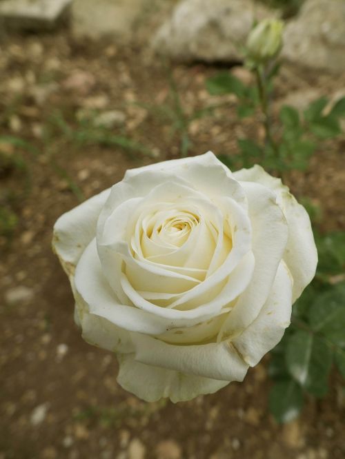 rose white melancholic