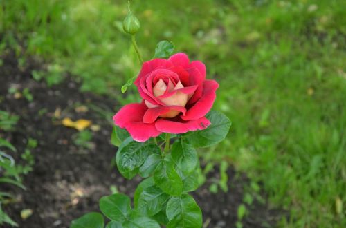 rose flowers nature