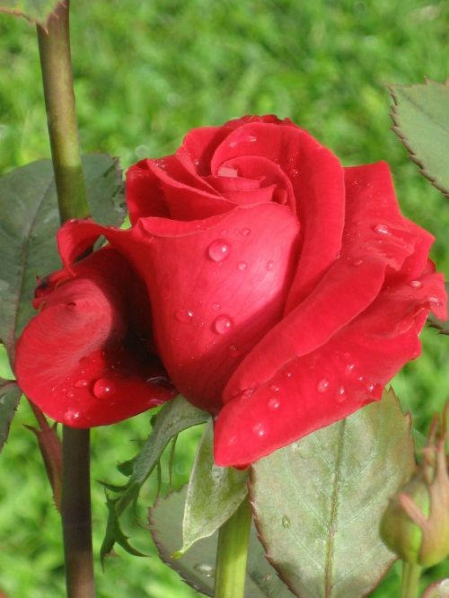 rose red flower