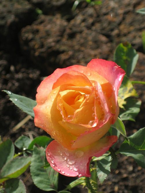 rose orange pink