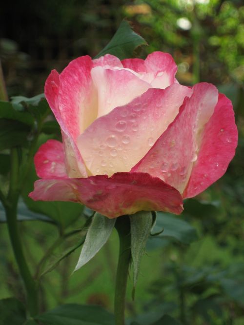 rose pink thailand