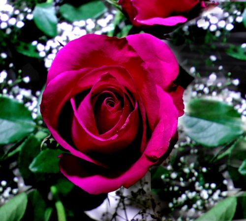 rose red rose bloom