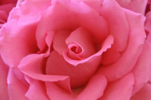 rose pink flower